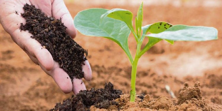 Brasil: seguridad alimentaria y modelo exportador en jaque por la guerra