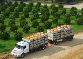 Los retos de la citricultura local