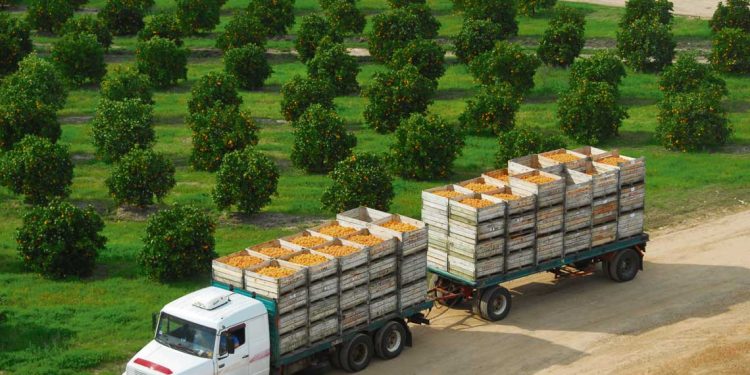 Los retos de la citricultura local