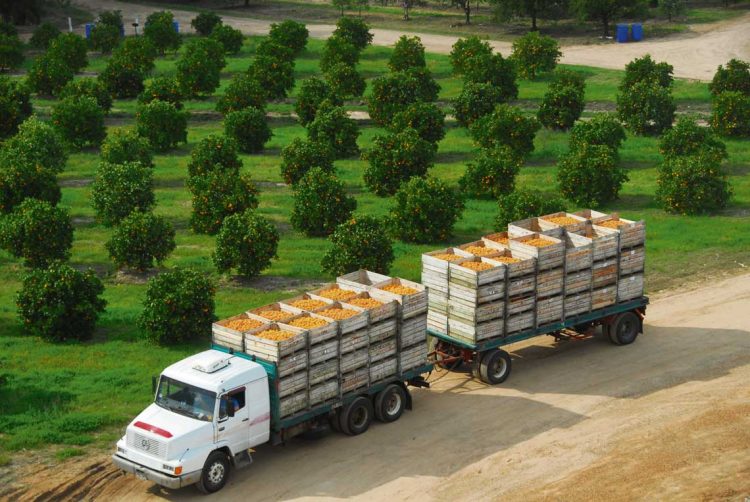 Los retos de la citricultura local