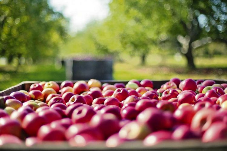 Récord de exportaciones de manzanas a Brasil