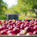 Récord de exportaciones de manzanas a Brasil