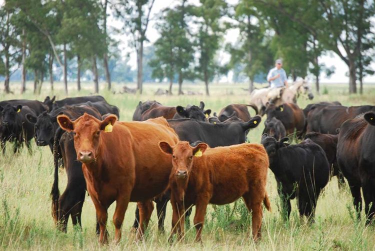 Ing. Quintans: La eficiencia ganadera pasa por el entore a dos años y aumentar el destete