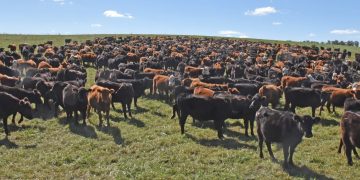 Uruguay ya dispone de la tecnología para una ganadería más productiva y rentable