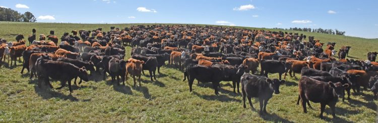 Uruguay ya dispone de la tecnología para una ganadería más productiva y rentable