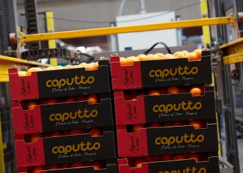 Al comenzar la zafra citrícola, Frutura tomó el control de Citrícola Salteña