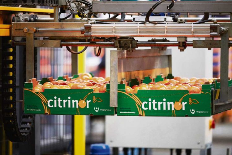 Al comenzar la zafra citrícola, Frutura tomó el control de Citrícola Salteña