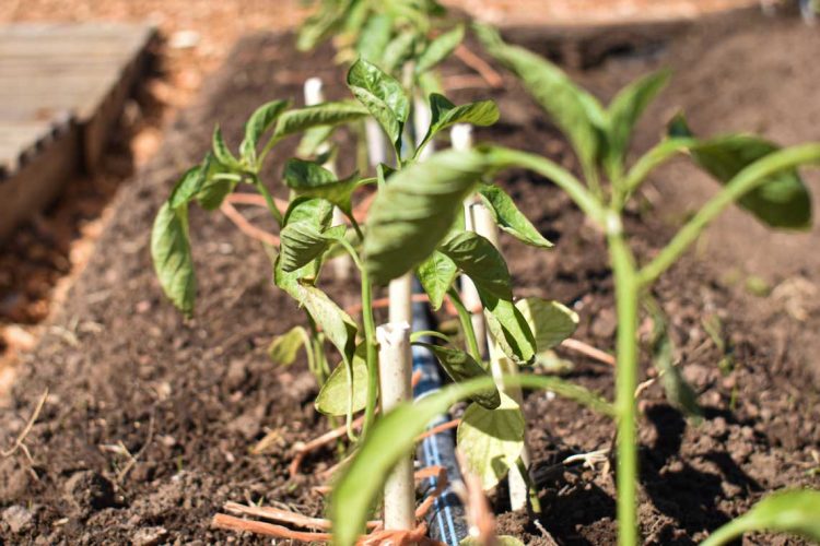Este año Expo Melilla “fue la mejor” de todas, dijo Andrea Galeano, jefe de Exposiciones de ARU