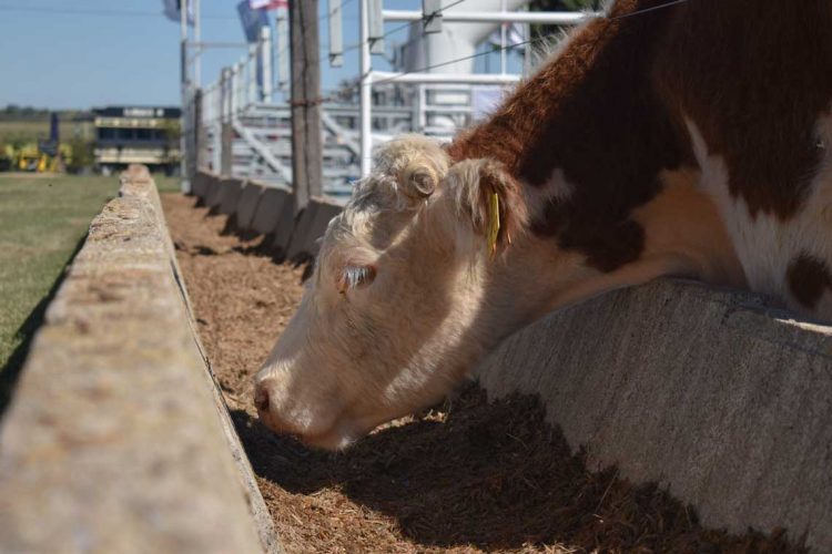 Este año Expo Melilla “fue la mejor” de todas, dijo Andrea Galeano, jefe de Exposiciones de ARU