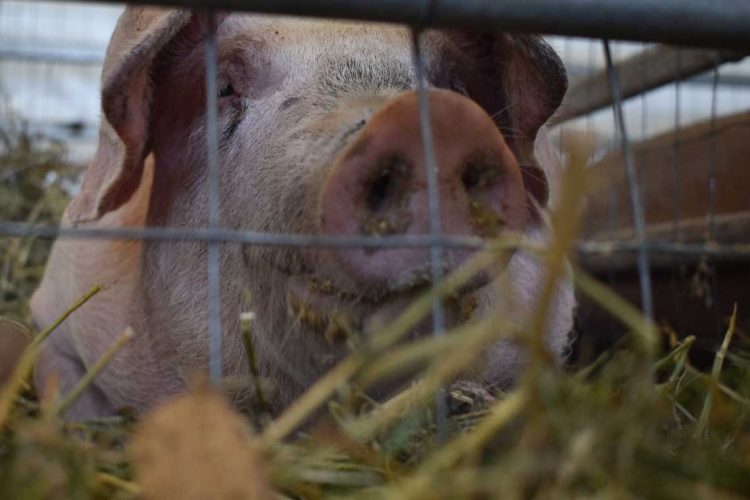Este año Expo Melilla “fue la mejor” de todas, dijo Andrea Galeano, jefe de Exposiciones de ARU