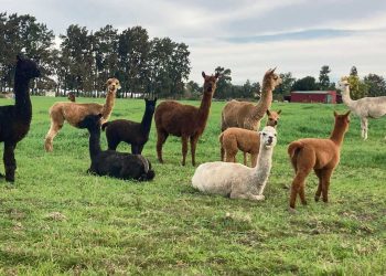 Llamas y alpacas en Uruguay, la opción de cuidar las majadas como de producir lana de calidad