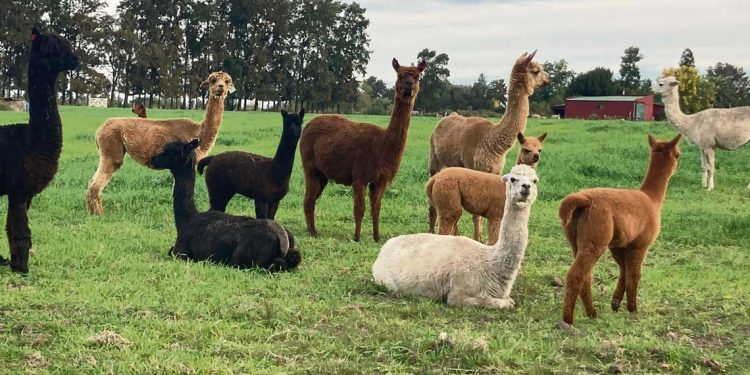 Llamas y alpacas en Uruguay, la opción de cuidar las majadas como de producir lana de calidad