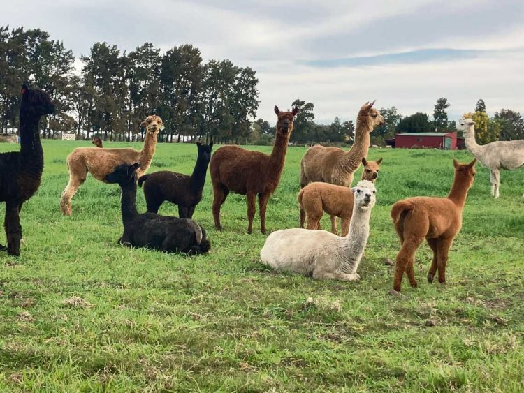 Llamas y alpacas en Uruguay, la opción de cuidar las majadas como de producir lana de calidad