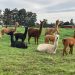 Llamas y alpacas en Uruguay, la opción de cuidar las majadas como de producir lana de calidad