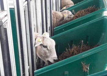 Smarter, el proyecto que apunta a ovinos menos contaminantes, más eficientes y resilientes