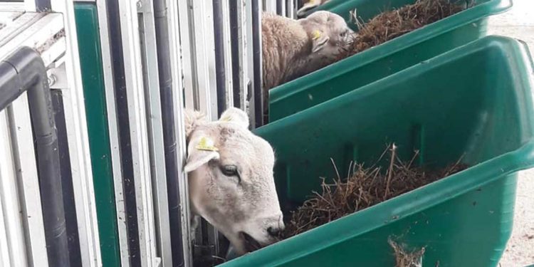 Smarter, el proyecto que apunta a ovinos menos contaminantes, más eficientes y resilientes