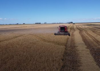 Se acordó el precio definitivo de la bolsa de arroz