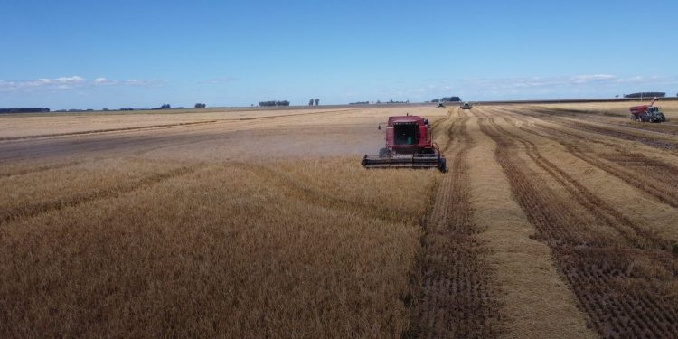 Se acordó el precio definitivo de la bolsa de arroz