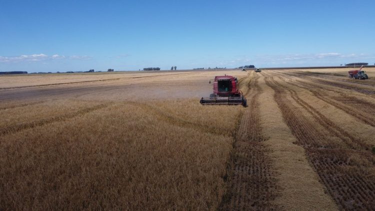 Se acordó el precio definitivo de la bolsa de arroz