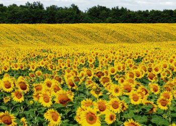 Reaparece el girasol que ofrece una ventaja estructural