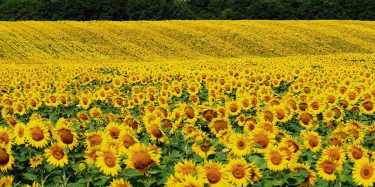 Reaparece el girasol que ofrece una ventaja estructural