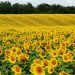 Reaparece el girasol que ofrece una ventaja estructural
