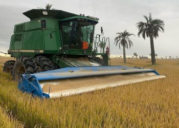 ACA: Se cosechó el 63% del área sembrada