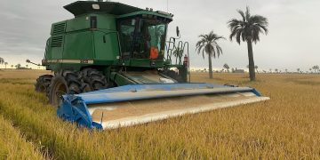 ACA: Se cosechó el 63% del área sembrada