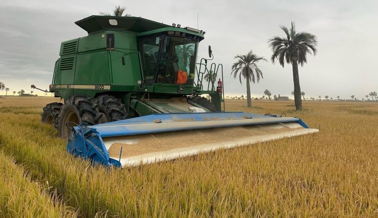 ACA: Se cosechó el 63% del área sembrada