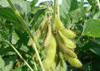 El productor está “cauteloso” ante la situación mundial