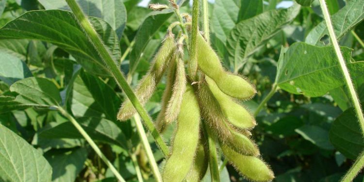 El productor está “cauteloso” ante la situación mundial