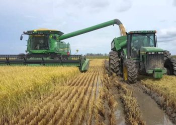 La cosecha de arroz llegó al 38% de área cultivada