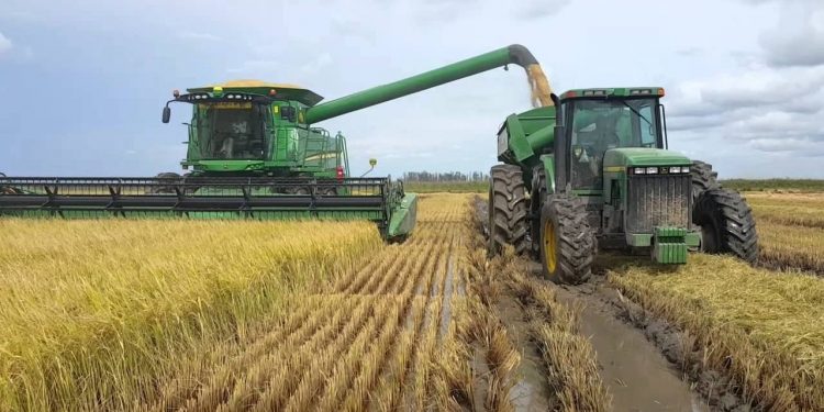 La cosecha de arroz llegó al 38% de área cultivada