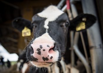 Leve caída de Fonterra que mantiene valores estables