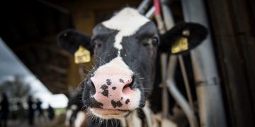 Leve caída de Fonterra que mantiene valores estables