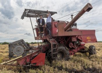 La cosecha de arroz entra en la etapa final