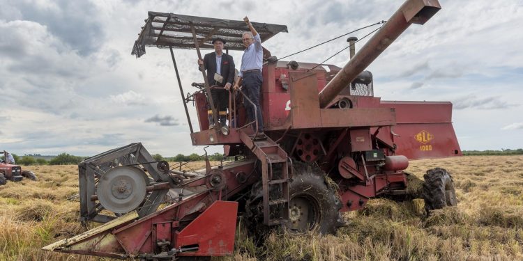 La cosecha de arroz entra en la etapa final