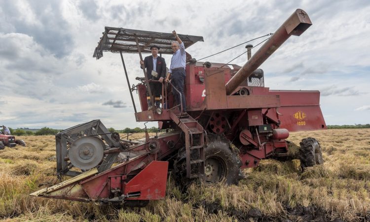 La cosecha de arroz entra en la etapa final