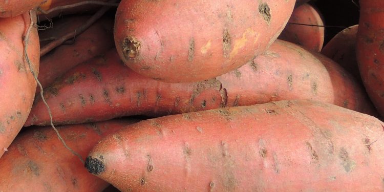 Boniatos uruguayos: ¿Cómo se logra un producto nutritivo, versátil, accesible y disponible todo el año?