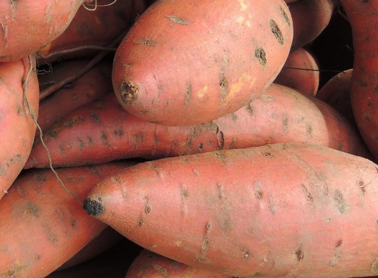 Boniatos uruguayos: ¿Cómo se logra un producto nutritivo, versátil, accesible y disponible todo el año?