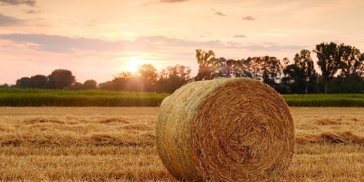 En 2021 el precio promedio de la hectárea se mantuvo en el rango de los últimos 10 años