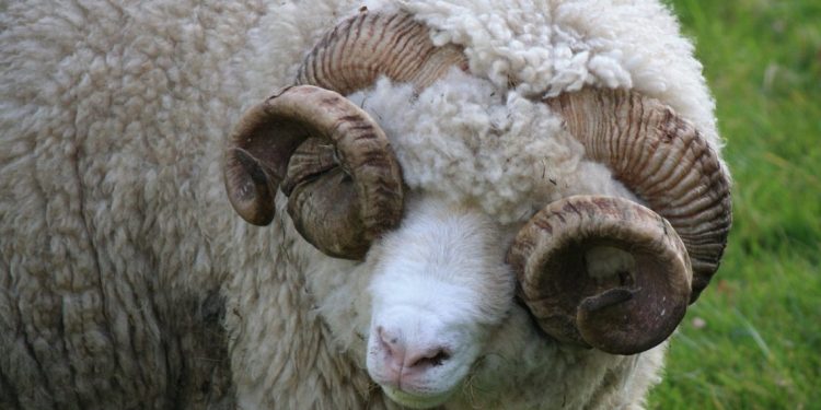 En el primer trimestre, la lana sigue firme por encima de los diez dólares