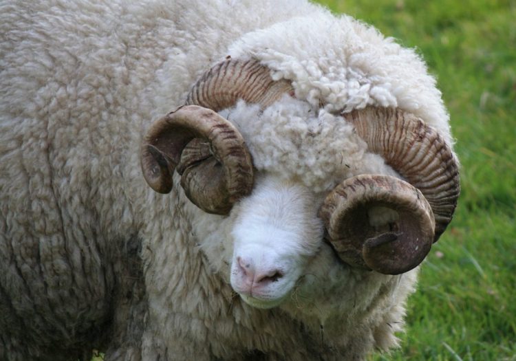 En el primer trimestre, la lana sigue firme por encima de los diez dólares