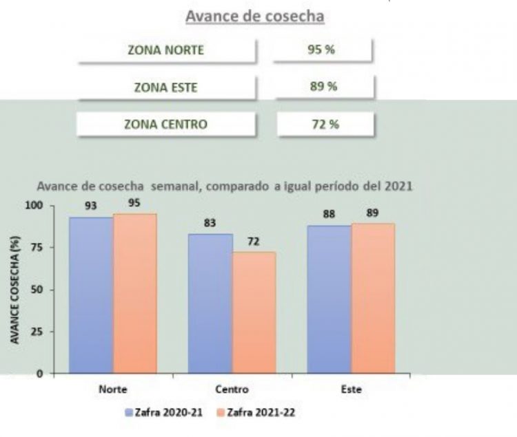 La cosecha de arroz entra en la etapa final