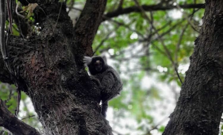 Vecinos del barrio Lezica avistan mono exótico