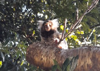 Vecinos del barrio Lezica avistan mono exótico