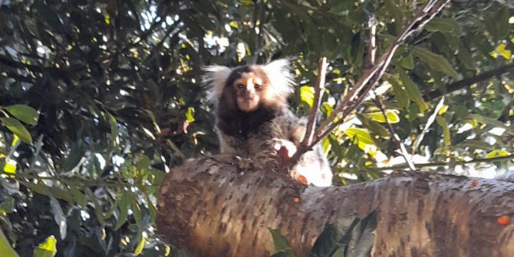 Vecinos del barrio Lezica avistan mono exótico
