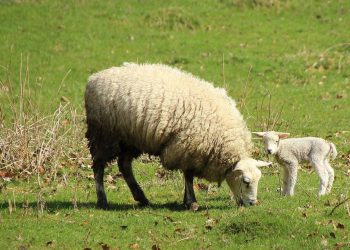 Con un alza de 4 centavos, la lana subió a US$ 10,36