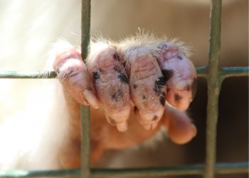 Alertan sobre riesgos sanitarios por tráfico ilegal de animales exóticos