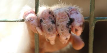 Alertan sobre riesgos sanitarios por tráfico ilegal de animales exóticos